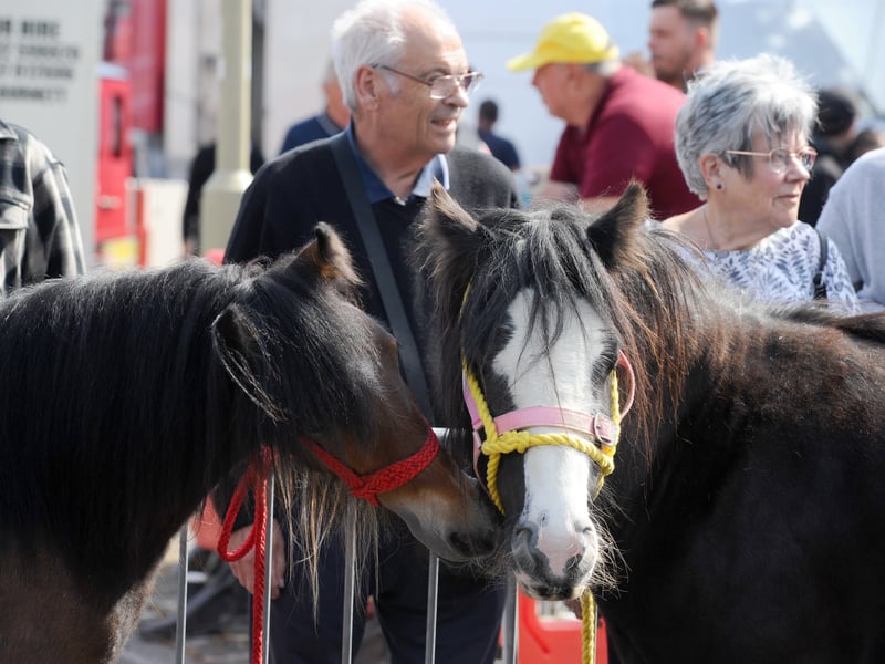 The Wickham Horse Fair took place in Wickham Square
Picture: Sarah Standing (200525-7078)