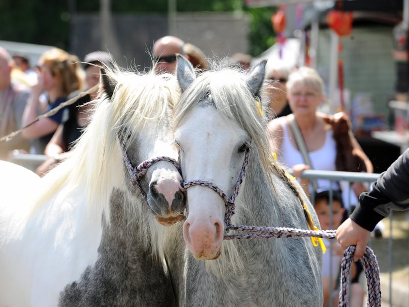 The Wickham Horse Fair took place in Wickham Square, Wickham, on Tuesday, May 20, 2025.
Picture: Sarah Standing (200525-7176)