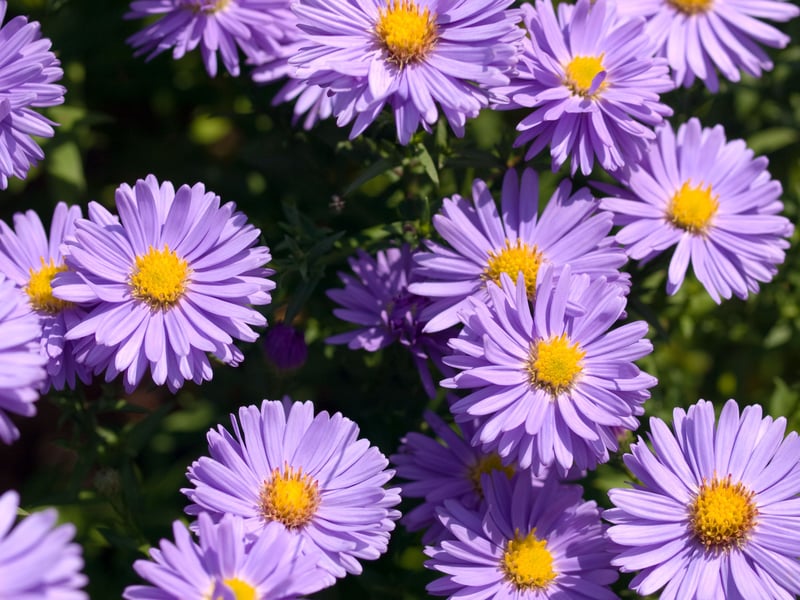 This is a perennial flower that blooms later in the summer season with daisy-like flowers in purple, pink, blue, or white. They provide an excellent source of nectar for both bees and butterflies.
