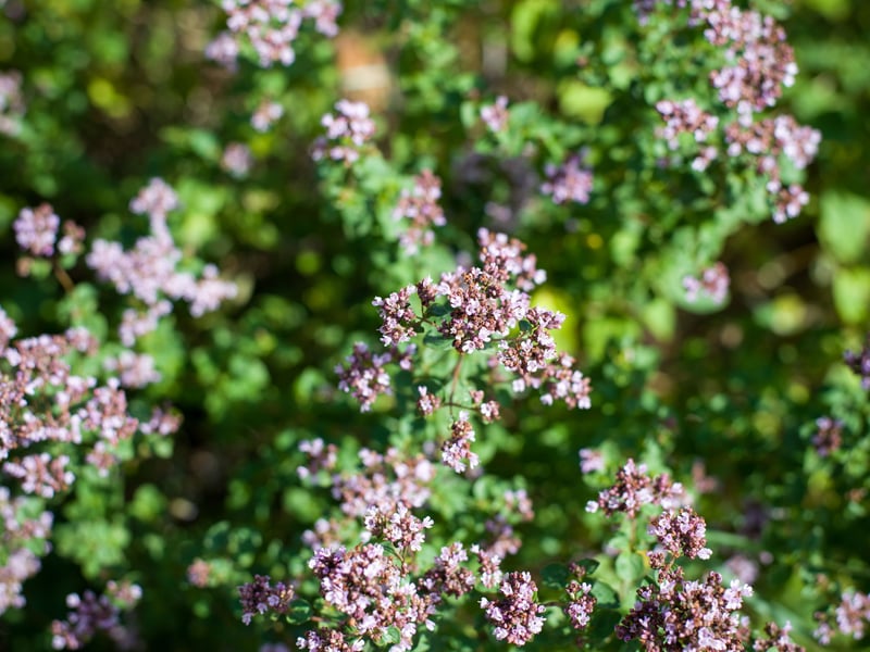 Majoram is a tender perennial herb with soft, oval leaves and small white or pink flowers. It too blooms late spring to early summer and is very attractive for both bees and other insects.