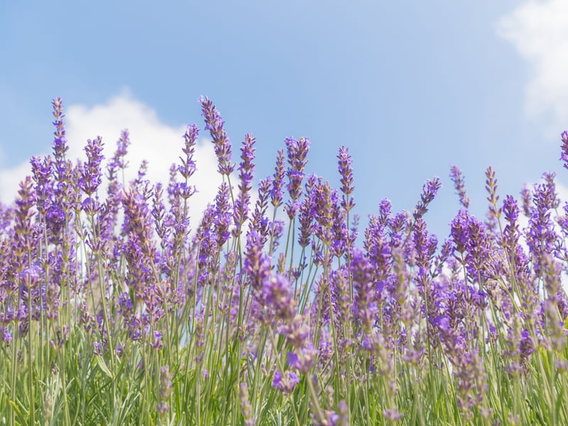 Lavender is an evergreen shrub with narrow, silvery-green leaves and spikes of fragrant purple flowers. It typically blooms in late spring to early summer, and it is highly attractive to bees and butterflies.