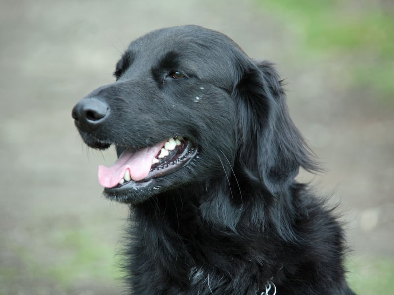 Starting with the most expensive dogs to insure, the Flat-Coated Retrievers had the greatest insurance costs in the study, with the average monthly premium for accident and illness cover reaching £16.03. These gun dogs were first bred in England to retrieve fallen game from both land and water.