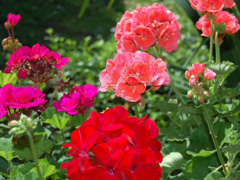 Geranium flowers, with their delicate petals in shades of pink, purple, blue, and white, offer a soft, inviting presence in gardens and wild meadows alike. Their shallow, open blooms make nectar easily accessible, attracting a variety of bees, especially bumblebees and solitary species.