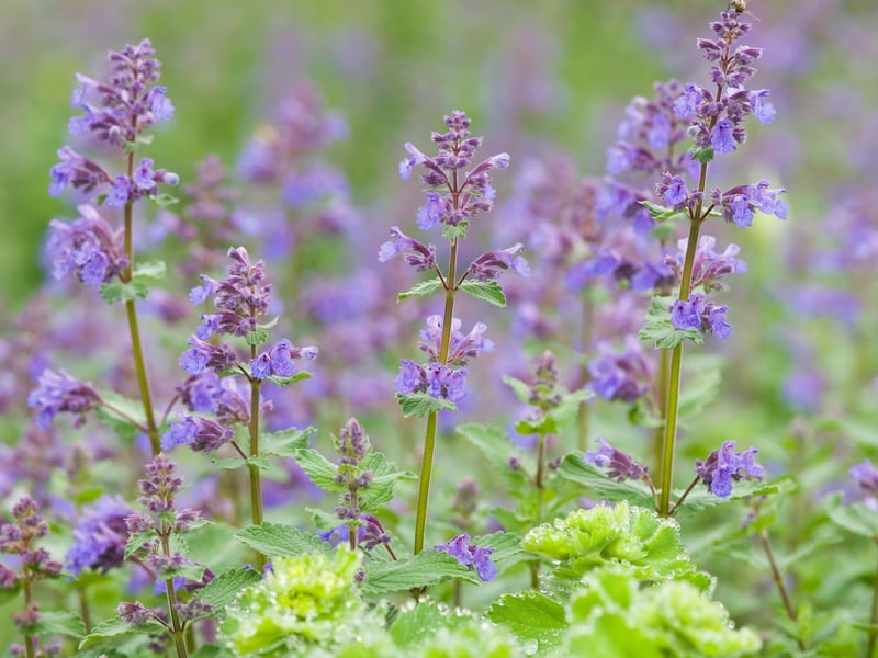 Catmint is an aromatic perennial with grey-green foliage and lavender-blue flower spikes. It usually blooms in the late spring and is great for attracting bees and butterflies. Cats are also often drawn to the scent - hence the name.