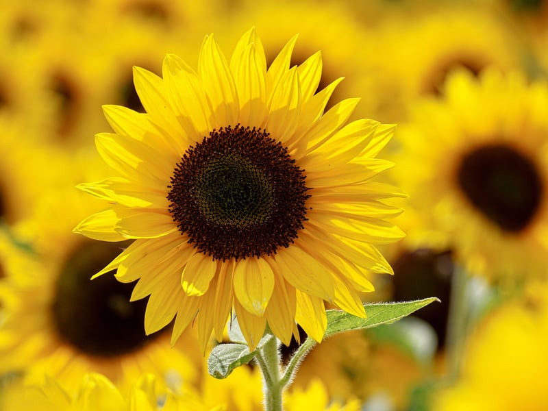 As the name suggests, Sunflowers usually bloom throughout the summer season and are made up of large yellow flower heads. They are fantastic at attracting bees and also birds, thanks to the seeds they drop.