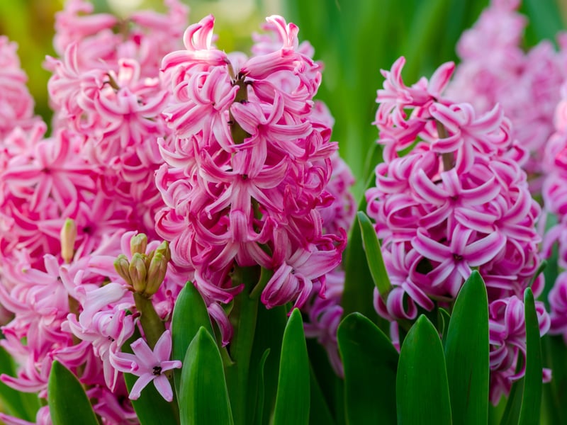 Hyacinths are spring-blooming flowers with a dense, fragrant flower spike in either pink, purple, white, blue, or yellow. They are perfect for attracting early-season pollinators like bees thanks to their strong fragrance.