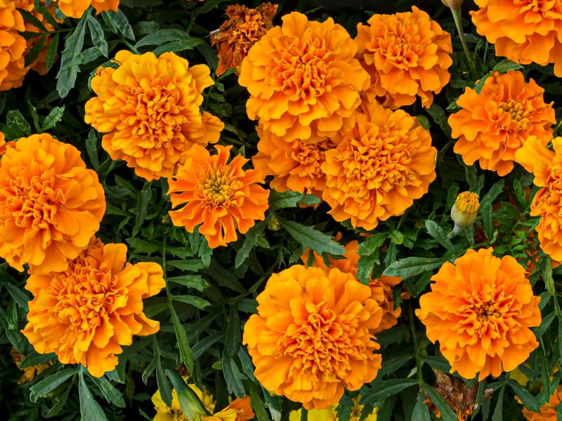 Marigolds are known for their bright yellow, orange, and red flowers and can come in a French or African variety. They bloom from late spring and are great at attracting pollinators.
