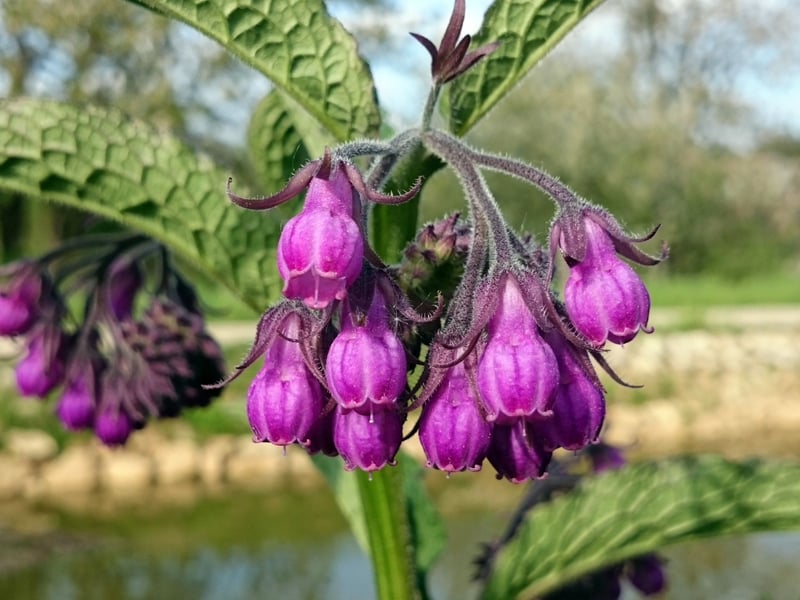 Comfrey's tubular purple flowers are rich in nectar, attracting plenty of pollinators. It's a robust perennila that also improves your soil and can be used for organic composting.