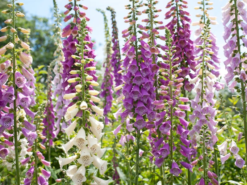 Foxglove Digitalis have tall flower spikes with purple, pink and white flowers. Many are ‘biennials’, which means they germinate in year one, form a rosette of leaves and then flower and die in year two. Don’t be alarmed though, you can scatter the thousands of tiny seeds that are left.