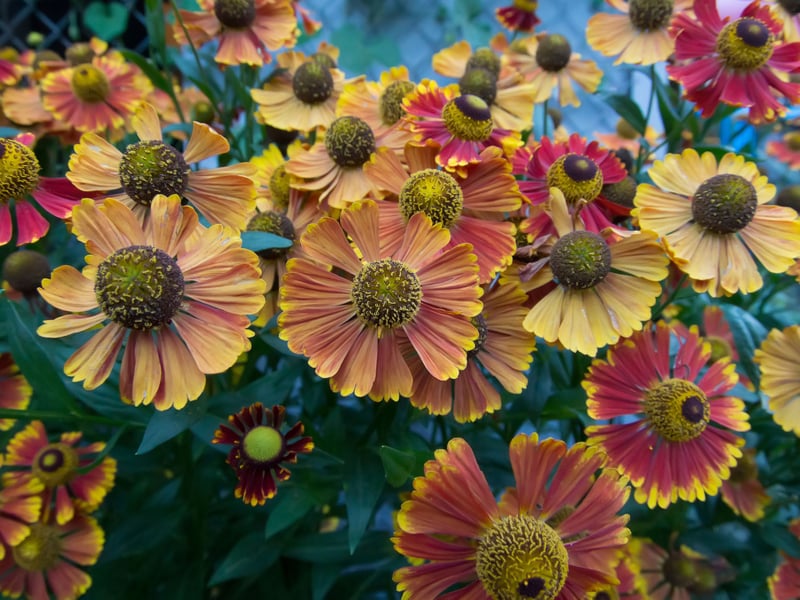 Helenium flowers are vibrant daisy-like blooms that burst with fiery shades of yellow, orange, and red, making them a striking presence in late summer gardens. Their domed centres are rich with nectar and pollen, drawing in bees by the dozens.