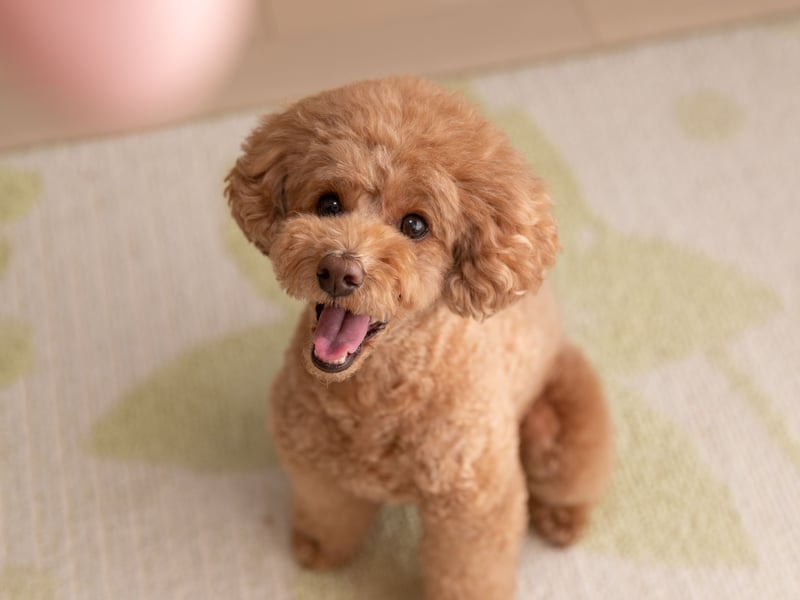 One of three dog breeds with average monthly insurance premiums of £5.25 is the smallest of the three Poodle sizes - the Toy Poodle. Active and intelligence, the Poodle is a very popular pet, particularly for dog lovers with allergies - they shed very little of that curly hair.