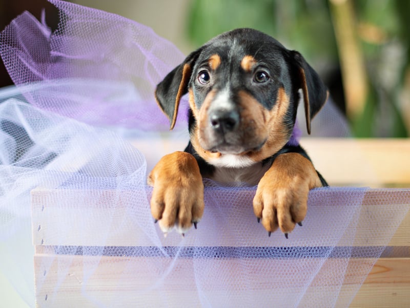 Just missing out on a spot in the top five cheapest dogs to insure is the Black and Tan Coonhound - with an average monthly premium of £5.16. Bred in the USA to hunt racoons (hence the name), it's a scenthound created by crossing the Bloodhound and the Black and Tan Virginia Foxhound.