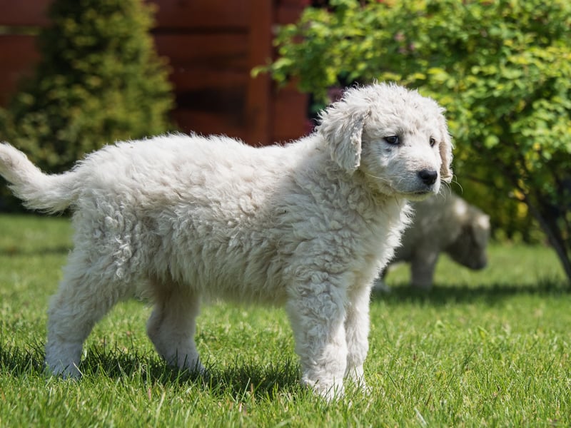 The third and final dog breed which costs an average of £5.25 a month to insure is the more unusual Kuvasz. They were historically used as royal guard dogs in their native Hungary, where they are now popular family pets.