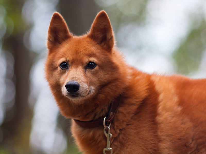 Researchers found that the Finnish Spitz cost an average monthly premium of £5.02 to insure. This breed was originally trained to hunt a huge range of game in their native Finland - from squirrels to bears. 
