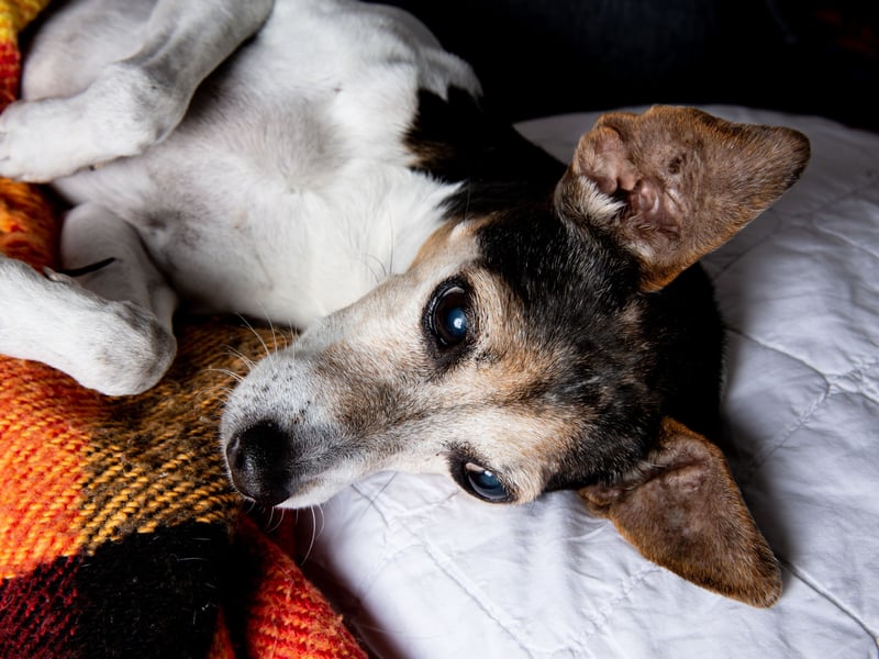 The Brazilian Terrier takes the bronze medal as the third most affordable breed - at £4.86 monthly on average. They are thought to have been created by crossing Jack Russell Terriers, Parson Russell Terriers and Fox Terriers who were brought to Brazil from Europe in the 1800s. 