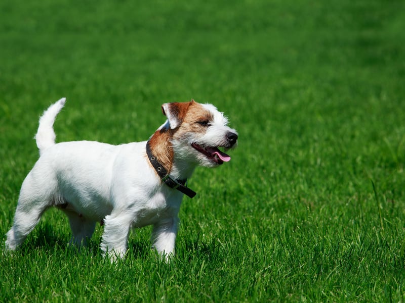 The Parson Russell Terrier also costs an average of just £4.85 per month to insure - that's £11.18 less than the most expensive dog to insure, the Flat-Coated Retriever. This breed is named after the Reverend Jack Russell - who first bred both these dogs and the Jack Russell Terrier. 