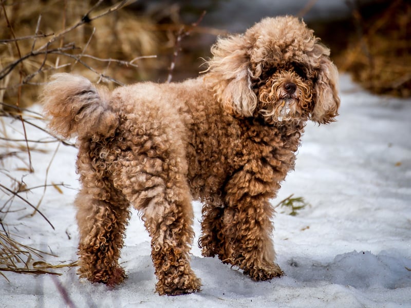The Miniature Poodle - the middle-sized Poodle breed - also has average monthly insurance premiums of £5.25.
