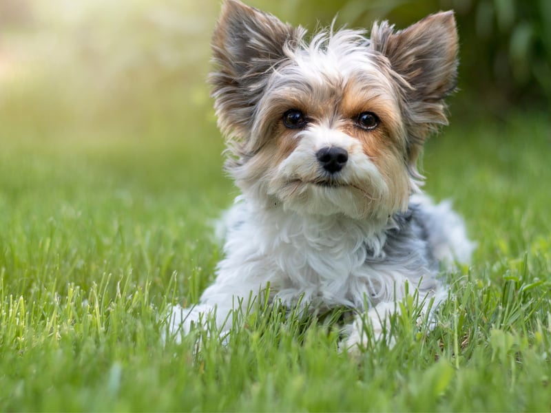 Completing our list of the 10 cheapest dogs to insure is the Biewer Terrier, with an average monthly premium of £5.26. Yet to be officially recognised by the UK Kennel Club, this breed only dates back to 1985 when two German breeders crossed two Yorkshire Terriers with a recessive piebald gene.