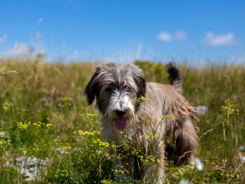 Completing our list, with average monthly insurance premiums of £14.76 is Romanian Mioritic Shepherd Dog - the joint ninth most expensive bred of pup to insure. It's another dog bred to protect livestock - this time in the Carpathian Mountains of Romania.