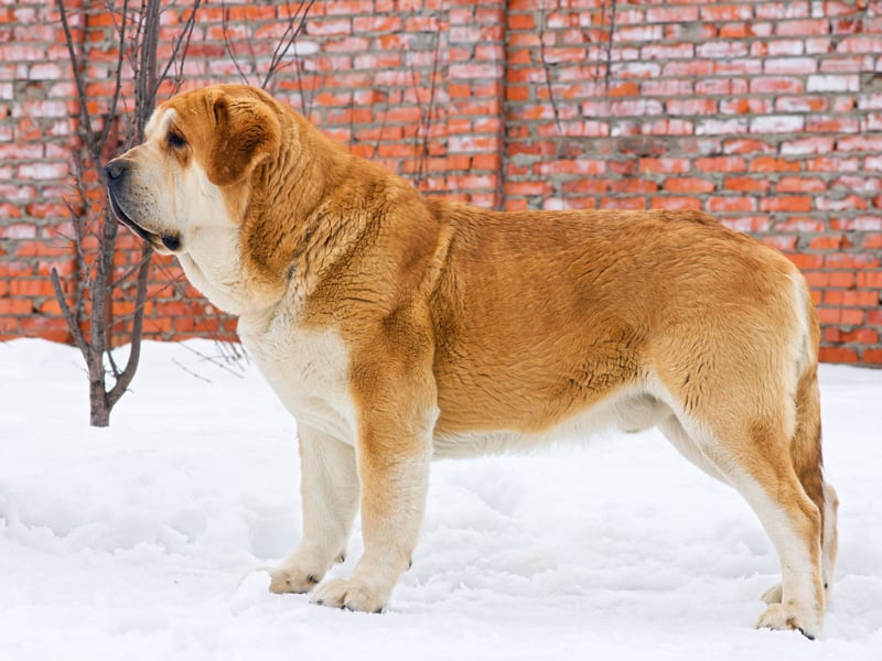 You can expect to pay an average monthly insurance premium of £14.76 for a Spanish Mastiff dog. These powerful beasts were used by Spanish shepherds to protect thier flocks from wolves and other predators.