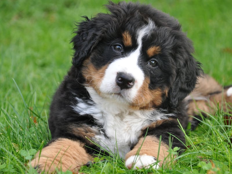 Bernese Mountain Dogs had the second highest premiums, coming in at £15.61 per month on average. These gentle giants originate in the Bern area of Switzerland and were used to pull carts before becoming adored companion pets.