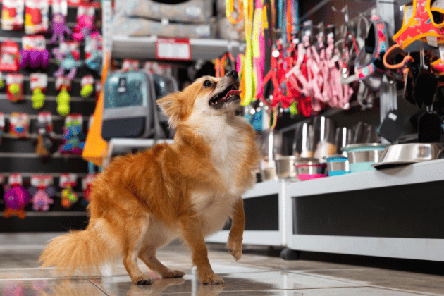 Join the My Pet Pals workshops at Pets at Home Scarborough this May Half Term! Learn all about caring for different animals and become a true pet pal. 📍 Pets at Home Scarborough, Seamer Rd, Scarborough YO12 4DH