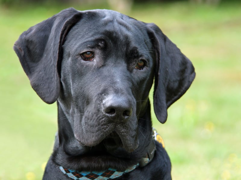 Taking the final spot when it comes to the most expensive dogs to insure is the Great Dane - costing an average of £15.58 per month in premiums. One of the world's two largest breeds of dog (along with the Irish Wolfhound), the Great Dane is a german breed descended from dogs that were used to hunt bears, wild boar, and deer. 