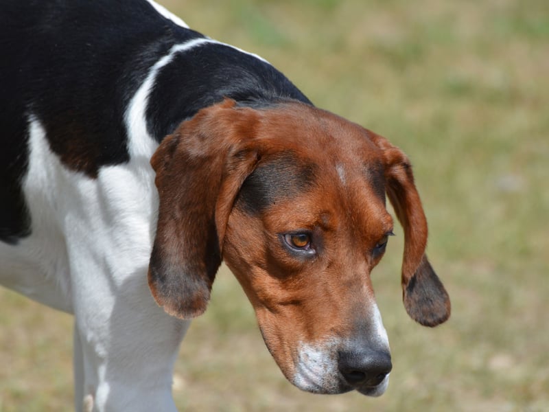 It costs an average of £15.04 per month to insure a lively Entlebucher Mountain Dog. Like the Bernese Mountain Dog, this is a type of Swiss Montain Dog that was used to herd and guard cattle in the Swiss Alps more commonly now just kept as a family pet. They are also knows as the Entlebucher Sennenhund or Entelbucher Cattle Dog.