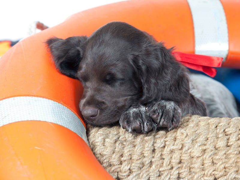 Also with an average monthly insurance premium of £14.87, is the Small Munsterlander. Another 'pointing' dog from the same area of Germany as the Large Munsterlander, the two breeds are actually pretty distinct and do not share common direct descendants.