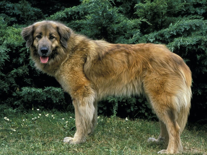 Continuing the theme of dogs bred at altitude costing most to insure is the Estrela Mountain Dog, which as an average monthly premium of £14.79. One of the oldest dog breeds from the Iberian Peninsula, they were first bred in Portugal as guard dogs.