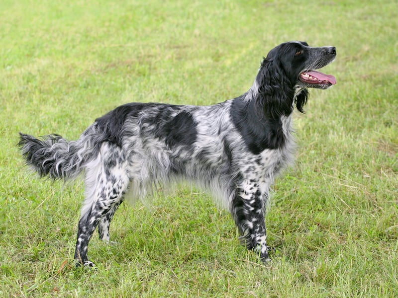 The Large Munsterlander costs an average of £14.87 to insure each month. This dog was only recognised as a disinct breed by the UK Kennel Club in 1971. It was bred to 'point' at and retrieve game.