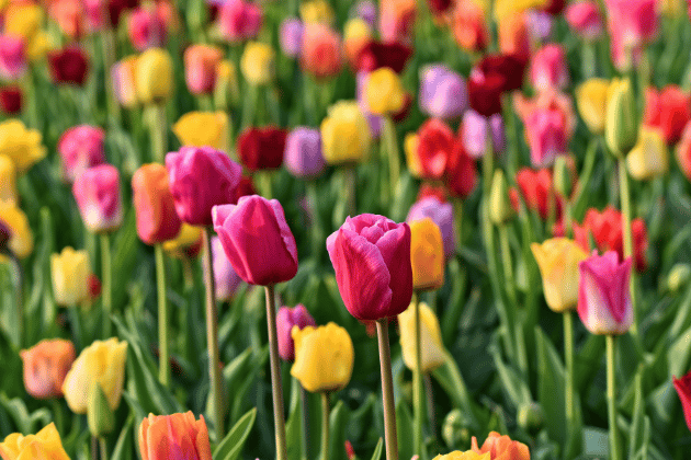 You're cordially invited to Kimberworth Library this May Half Term for some creative fun! Swing by anytime on 27th May 2025 to craft your very own paper tulip garden.
📍 Kimberworth Library and Neighbourhood Hub, Kimberworth Rd, Rotherham S61 1HE