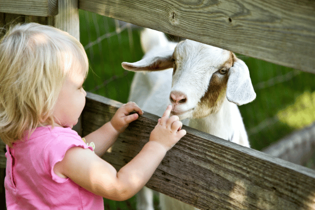 Looking for a fun-filled May Half Term for the whole family? Look no further than Beetle Bank Open Farm’s Mootastic May Half Term Event! With a range of exciting activities happening throughout the week, there’s plenty to keep everyone entertained. 📍 Murton, York YO19 5XD