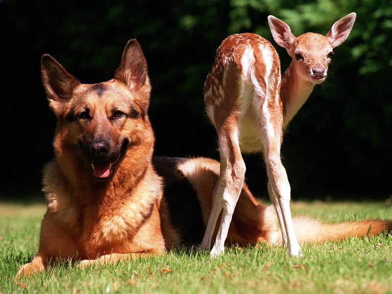 'Bambi' a baby fallow dear with his surrogate mother Tia, a German Shepard, from Ripley near Harrogate. Pictured in July 1999.
