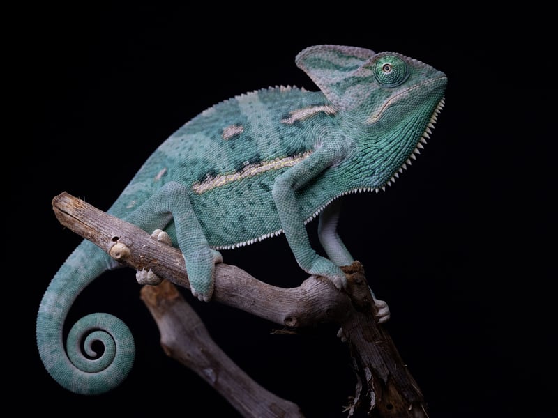Most people grew up thinking chameleons could change their colour to camouflage themselves against any background, but it turns out this is not entirely true. According to the National Geographic, while chameleons can make small adjustments to their hue to blend into their surroundings, the most dramatic colour changes come when they're defending their territory or putting on a display to attract a mate. Chamelons do blend into their background without changing colour as in their normal state they resemble the leaves and branches found in their natural habitat. This is lucky since they lack any defence mechanisms, like a powerful bite, poisonous skin or fast movement. To be fair, teachers aren't the only ones to blame for this common misconception about the extent of chameleons' colour-changing - Disney's Tangled, and its loveable chameleon Pascal, also has a lot to answer for.