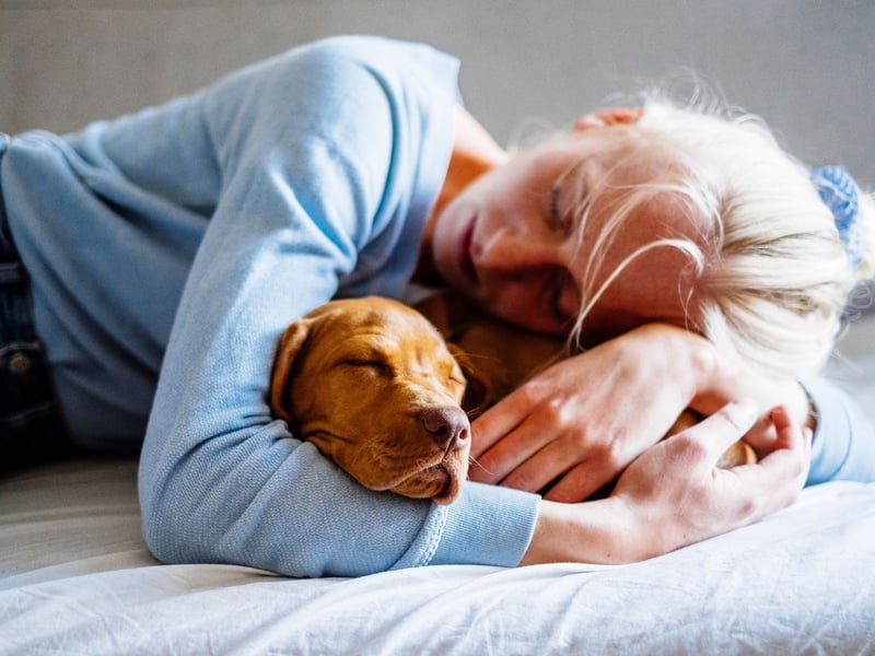 It's thought that the term 'velcro dog' was originally coined for the silky-coated Hungarian Vizsla. Thase charmers just love to be in close contact with their pet parents, whether it's on the couch or on outdoor adventures, where you can be sure they'll be right by your side at all times. The only issue is that if you really have to leave them alone, they may become anxious.