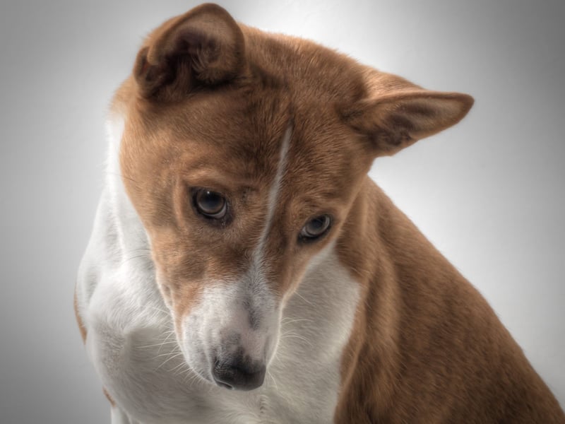 Famously the only dog that doesn't bark (it makes an odd yodelling noise instead), the Basenji is a hunting dog from Africa that could never be confused with a lap dog. These dogs see themselves as their owner's equal, with commands seen as recommendations to be considered - and often rejected.