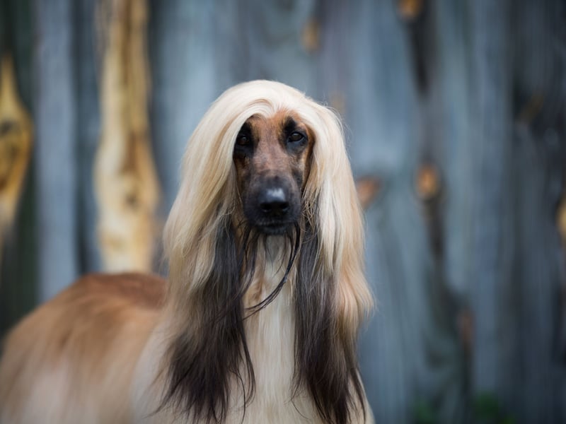 The Afghan Hound is beautiful, but my goodness doesn't it know it - with an aloof attitude that suggests it is merely putting up with its humans. Afghans like to have their own space to chill by themselves when you are not actively paying tribute to them with meals and treats.