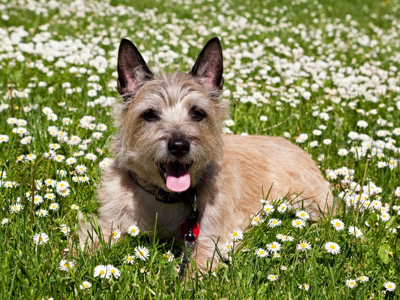 The Cairn Terrier is an energetic and curious dog that will be keen to investigate every sight, smell and sound. It's tricky to keep this most independent of breeds still for long - they have very important business that is more urgent than anything you may be up to. Urgent!