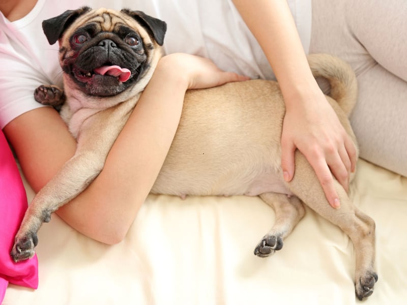 The Pug is another velcro dogs whose deperate need to be with you can lead to seperation anxiety and potential destructive behaviour. If you want a breed you can regularly leave alone for a few hours, you should maybe miss this dog off the list.
