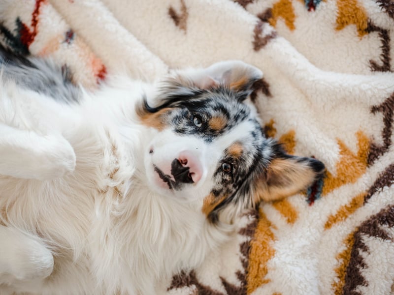 Working dogs and herding dogs can be particularly sticky with their owners due to them being pack animals. They see their human family as being their pack and like to keep them as close as possible at all times. One great example of this is the Australian Shepherd which, despite its name, actually comes from America. 