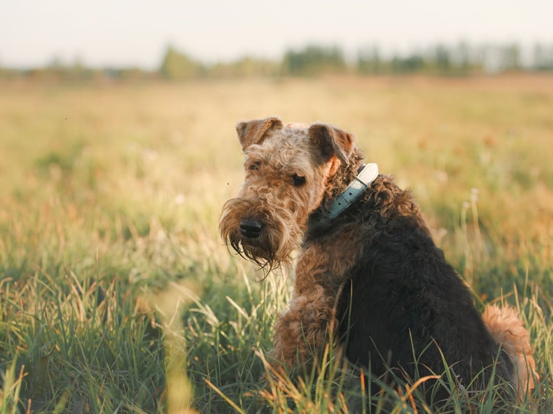 The Airedale Terrier was bred to be an expert rat catchers - a job that was usually carried out without any human handler. They still enjoy playing by themselves and won't be told otherwise.