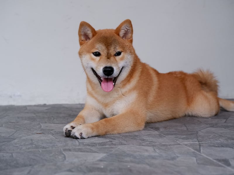 The Shiba Inu is a particularly interesting breed as it's known for its extreme loyalty to its owner (basically Japan's version of Greyfriars Bobby) but isn't particularly keen on cuddles.