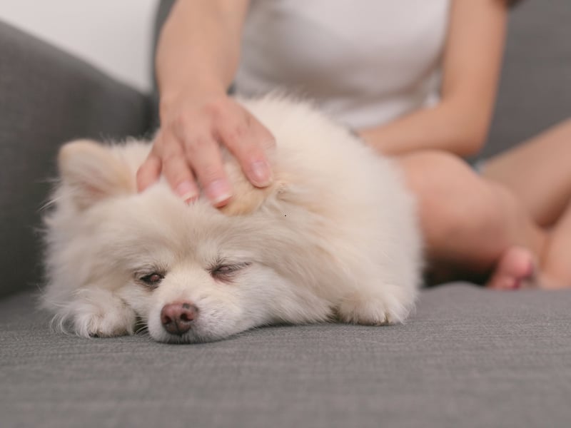 When it comes to lap dogs, the Pomeranian is probably the ultimate example. They've pretty much been bred to curl up on humans, a trait that made them much beloved of Queen Victoria. If you think you'll be able to watch the TV alone on the couch with a Pomeranian around - think again.