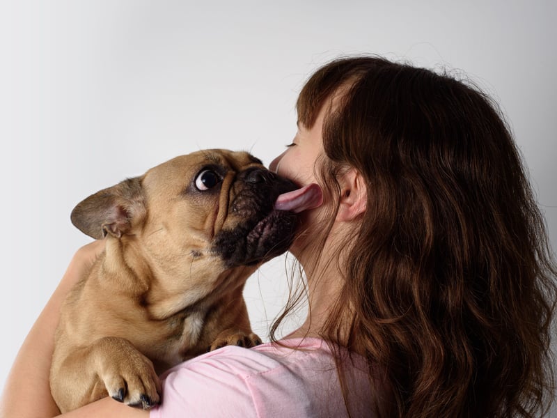 Every step you take, every move you make, your Frenchie will be watching you. The UK's second most popular pet is unlikely to leave you alone for a second - and, yes, that includes when you go to the toilet.