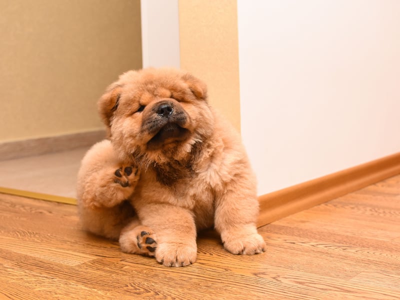 Chow Chow's are so independent thay can often seem less than friendly - in fact sometimes positively unapproachable. They won't necessarily welcome hugs or pats, assuming such things to be slightly beneath them.