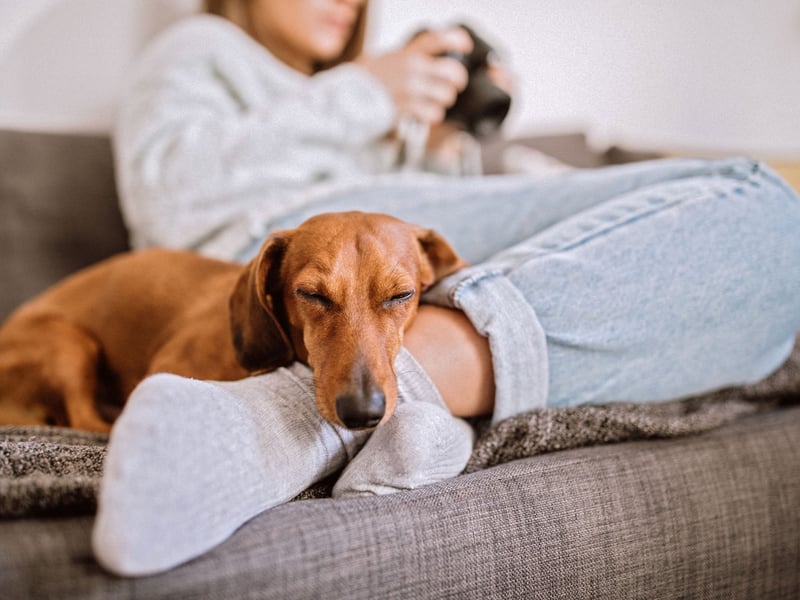 Ask any Dachshund owner and they'll tell you how much their pets being left alone - not much. These sausage dogs' favourite place is to be on their mum or dad's lap and would very much like to join them wherever they are going. Beware though, these are dogs that can get seriously destructive if they are left alone and less than happy about it.