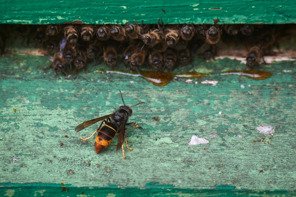 How to treat an Asian hornet sting: Pharmacist issues advice after a surge ...