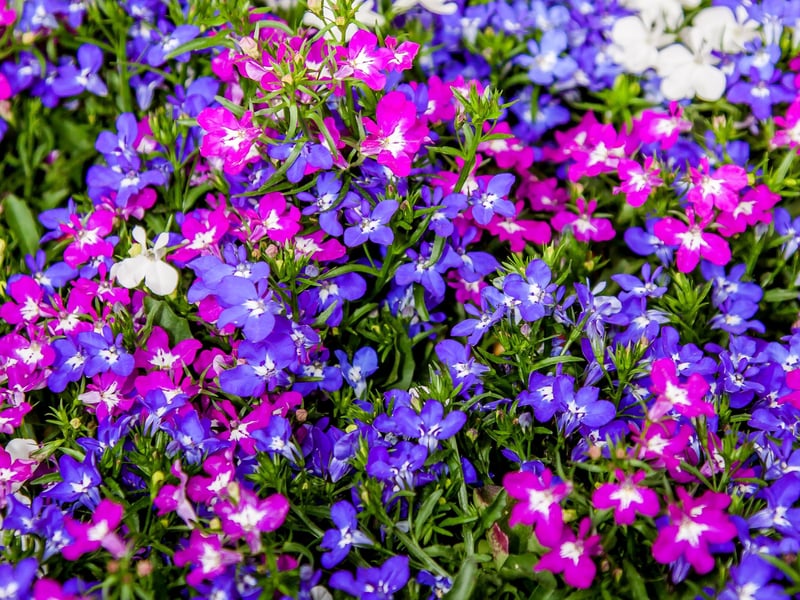Trailing lobelia bears masses of small blue, purple, or white flowers from late spring to early autumn in Scotland. It creates a soft, flowing effect, making it ideal for baskets. Lobelia prefers moist, well-drained soil and partial shade.
