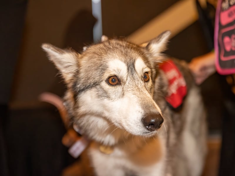 The 9th annual Animal Star Awards took place on Sunday evening at the Village Hotel in Cosham, with several local small business owners coming away winners.

Pictured - Susi won the Working Dog category

Photos by Alex Shute